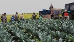 Чернянские фермеры приступили к сбору ранних сортов капусты