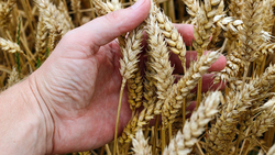 Сельхозпроизводители продолжили уборку зерновых культур в Чернянке
