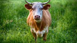 Чернянский районный суд вынес новооскольцу приговор за кражу трёх коров