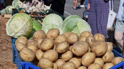 Чернянские аграрии смогут получить субсидии на производство картофеля и овощей открытого грунта