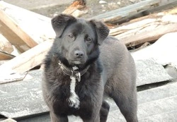 Вячеслав Гладков прокомментировал ситуацию с бродячими животными в ходе прямого эфира