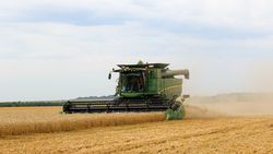 Чернянские хлеборобы убрали более половины зерновых к концу июля