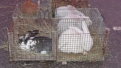 Ярмарка в Чернянке приглашает покупателей и продавцов