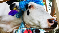 Шестой районный фестиваль молока «Орликовская бурёнушка» прошёл в Орлике