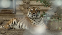 Бенгальский тигр Барсик поселился в старооскольском зоопарке