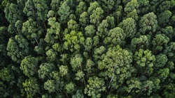 Власти направили в 2022 году более 5 млн рублей на сохранение лесов Белгородской области 