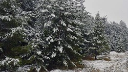 Нина Михайловна Петращук из Малотроицкого прислала в редакцию новогоднюю сказку «Кто главнее»