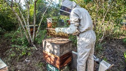 Власти Белгородской области проконтролируют выплаты пасечникам за мор пчёл