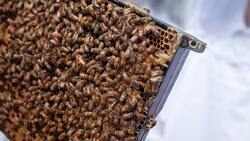 Региональный департамент АПК подготовит регламент с требованиями к аграриям и пчеловодам