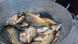 Чернянцы смогут приобрести разнообразные продукты и товары для дома на ярмарке