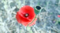 Правоохранители дали старт первому этапу оперативно-профилактической операции «Мак-2019»