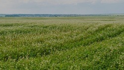 Аграрии Чернянского района собрали более 600 тонн гречки с полей