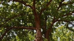 Методист станции юннатов Светлана Скрипникова из Чернянки — о защите природы