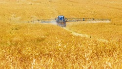 Белгородские аграрии намерены собрать более 3 млн тонн зерна