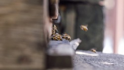 Пестициды стали причиной массовой гибели пчёл на пасеках региона