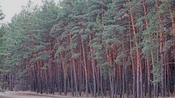 Российские власти ввели обязательную фотофиксацию мероприятий по сохранению лесов 