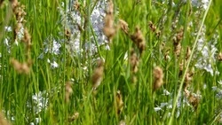 Роспотребнадзор представил итоги активности клещей в Белгородской области в 2025 году