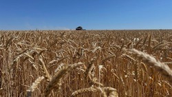 Белгородские аграрии собрали уже более 37 тысяч тонн зерна озимой пшеницы