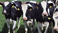 Руководство хозяйства «Сукмановка» откроет два новых корпуса для содержания коров