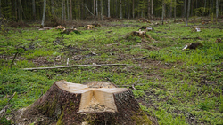 Чернянец стал фигурантом уголовного дела за незаконную рубку лесных насаждений