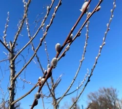 Православные отмечают сегодня, 5 апреля 2026 года, Вход Господень в Иерусалим — Вербное воскресенье 