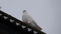 Лидия Сазонова из Чернянки прислала в редакцию рассказ «Моя Гуля»