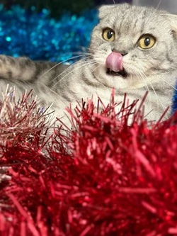 Читатели «Приосколья»  активно откликнулись на редакционный конкурс к Новому году