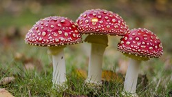 Депздрав Белгородской области составил памятку по предупреждению отравления грибами