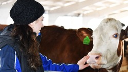 Животноводы МТФ «Бородинское» получили без малого 3000 тонн молока в прошлом году