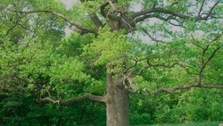 Чернянцы смогут отдать голос за шебекинский дуб в конкурсе «Российское дерево года» 
