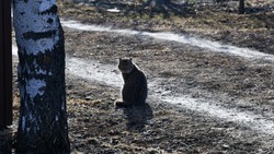 Медики Чернянской ЦРБ предупредили об опасности заражения геморрагической лихорадкой