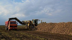 Вячеслав Гладков сообщил о продолжении уборки сельскохозяйственных культур