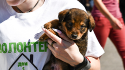 Чернянцы смогут приобрести щенков и котят на выставке бездомных животных 5 июня