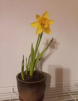 Татьяна Пахомова из Чернянки откликнулась на редакционную статью «Не только рассада»