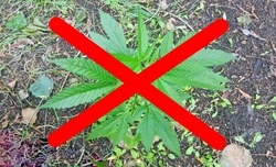 Житель Чернянки приговорён к наказанию в виде лишения свободы