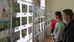 Чернянцы смогут посетить в краеведческом музее выставку «Редкие растения края»