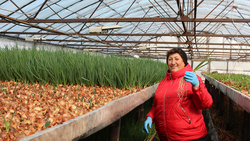 Около 170 гектаров земли займут овощи в кузькинском хозяйстве Нины Пахомовой в этом году