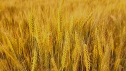 Федеральные власти направили 3,1 млрд рублей на развитие белгородских сельхозпроизводителей