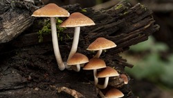 Специалисты Роспотребнадзора напомнили чернянцам о правилах сбора и приготовления грибов